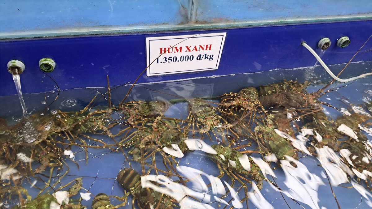 水槽の中に入ったロブスター